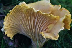 Gills