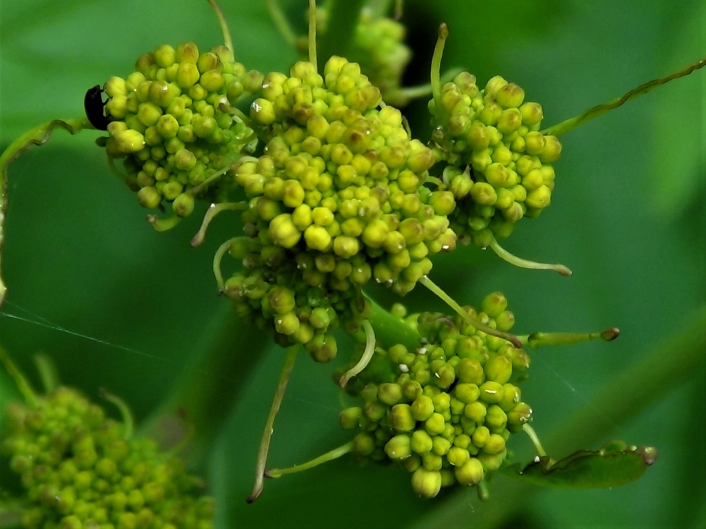 Wild Mustard, Charlock, Field Mustard, Sinapis arvensis
