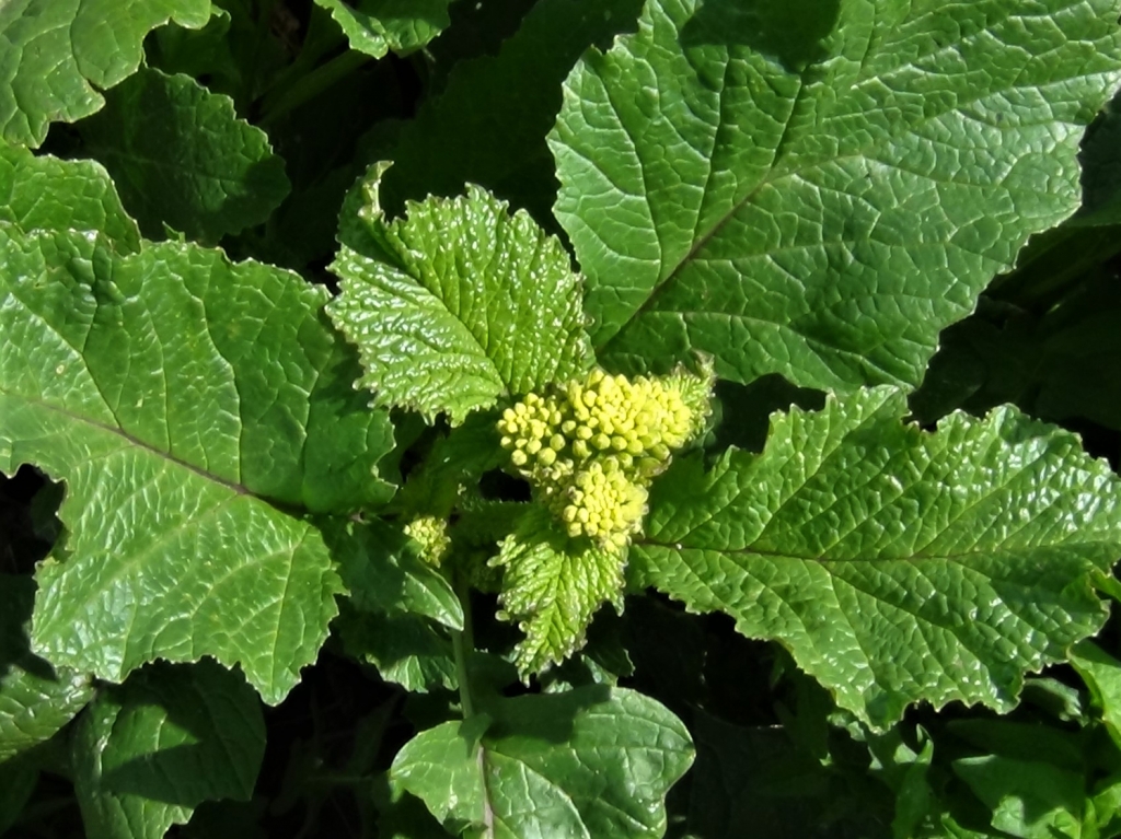 Wild Mustard, Charlock, Field Mustard, Sinapis arvensis
