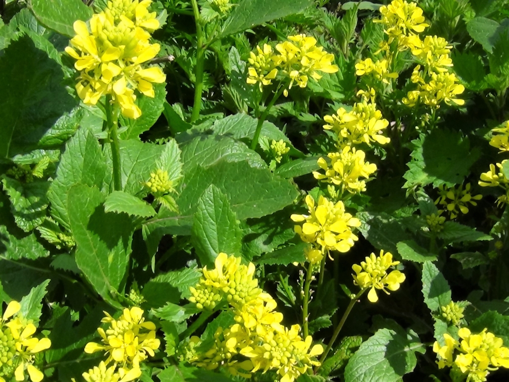 Wild Mustard Charlock Field Mustard Sinapis Arvensis wild-mustard-charlock-field-mustard-sinapis-arvensis