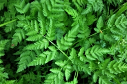 Wild Chervil