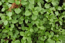 Common Chickweed