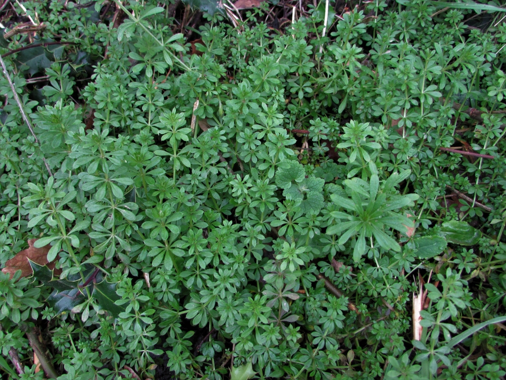Cleavers, Goosegrass, Sticky Willies, Galium aparine