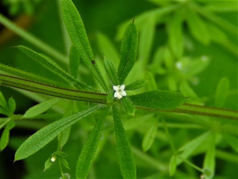 Cleavers, Goosegrass, Sticky Willies, Galium aparine