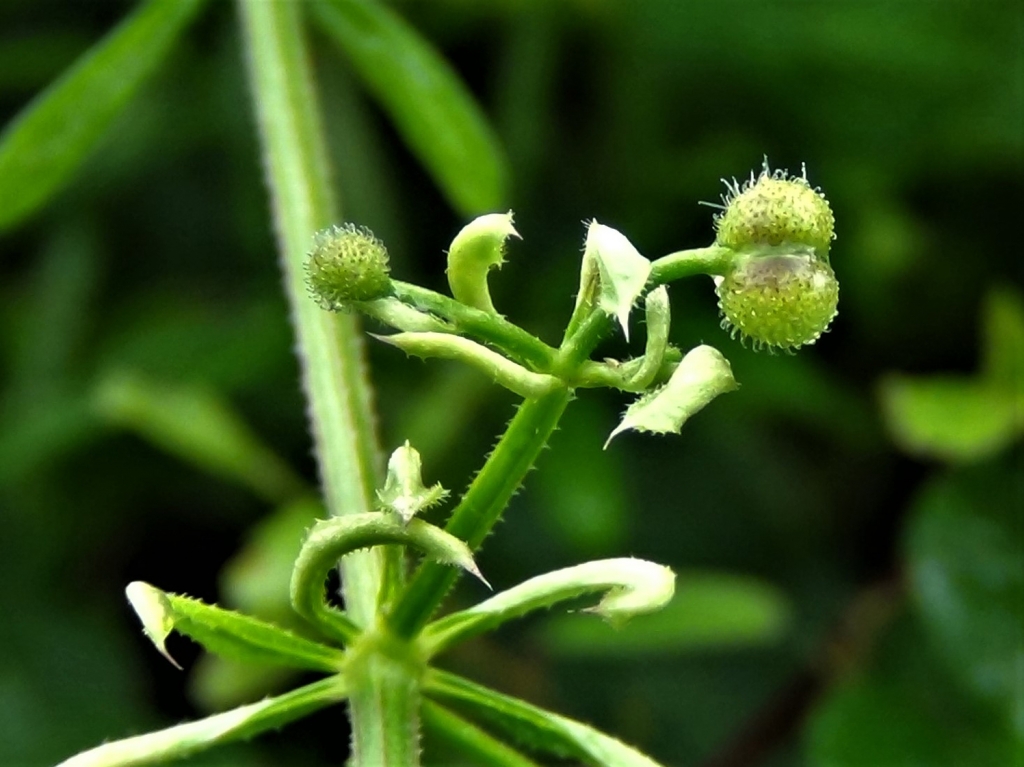 Cleavers, Goosegrass, Sticky Willies, Galium aparine