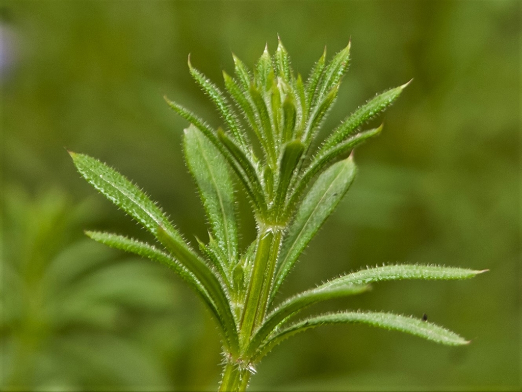 Cleavers, Goosegrass, Sticky Willies, Galium aparine