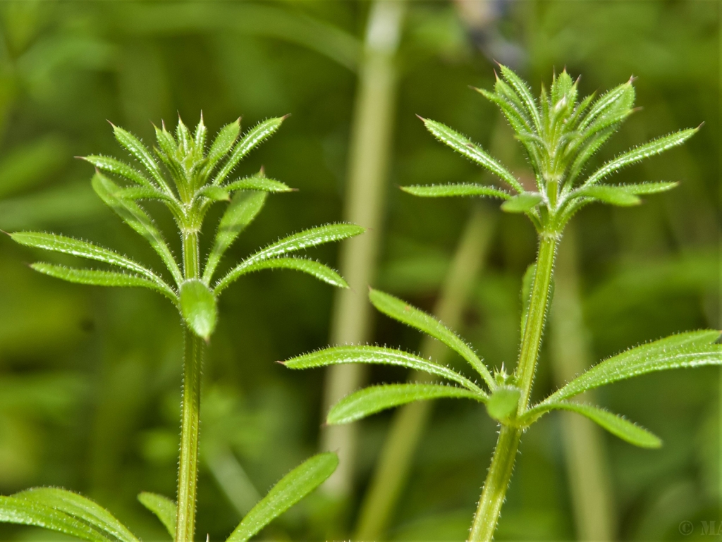 Cleavers, Goosegrass, Sticky Willies, Galium aparine