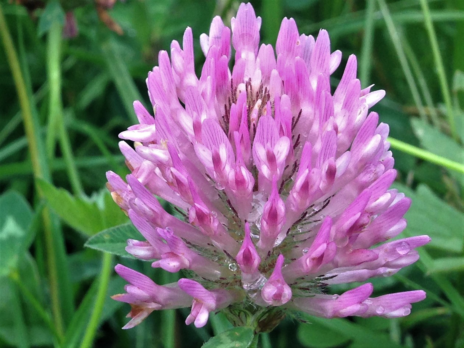 Clovers, Trefoil, Red Clover, Hares Tail Clover, Dutch Clover ...