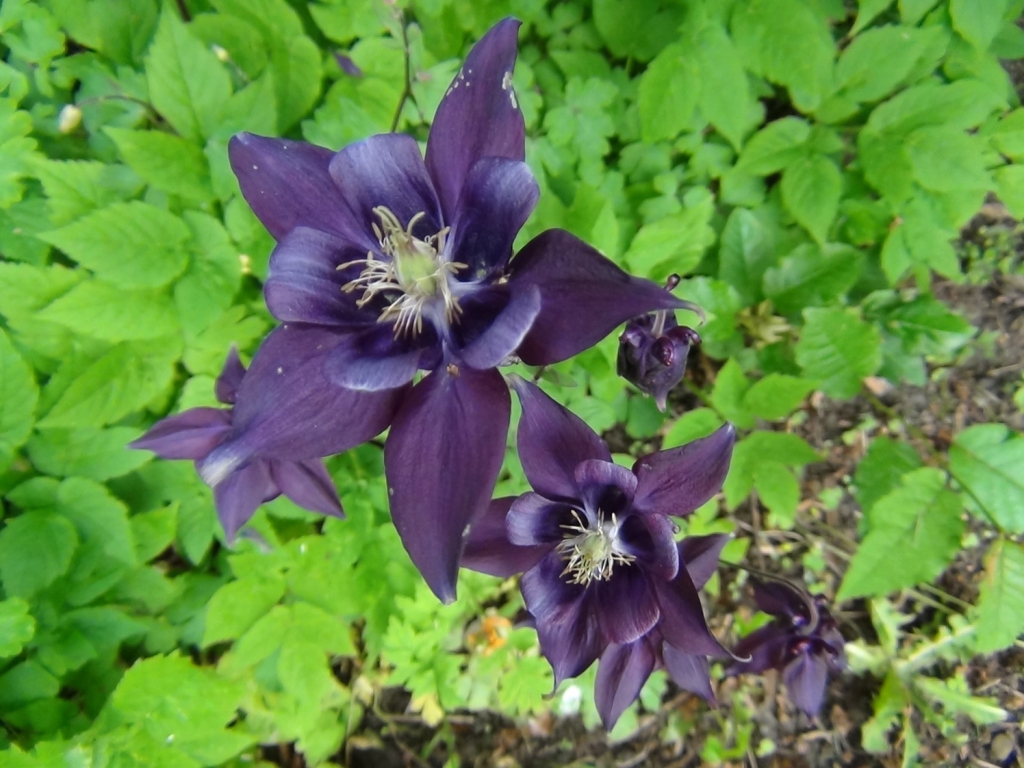Columbine, Granny's Aquilegia