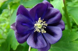 Columbine