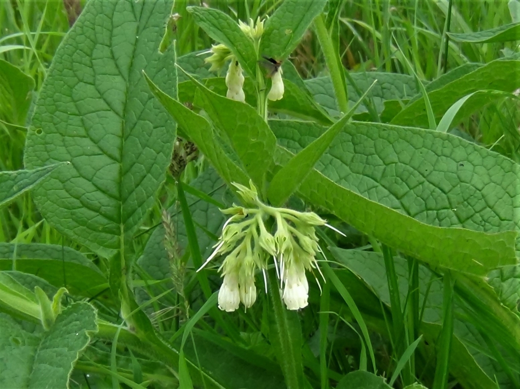 symphytum officinale for cavities