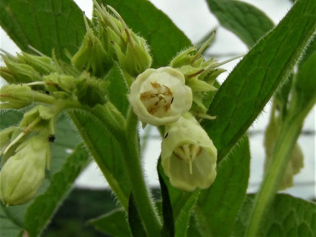 Comfrey, Knitbone, Symphytum officinale