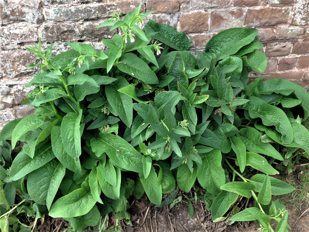 symphytum orientale white comfrey symphytum orientale white comfrey