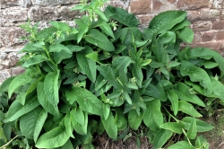 Comfrey