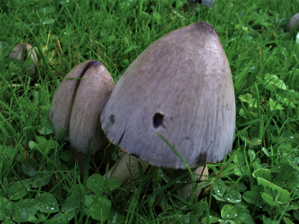 Common Inkcap
