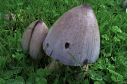 Common Inkcap