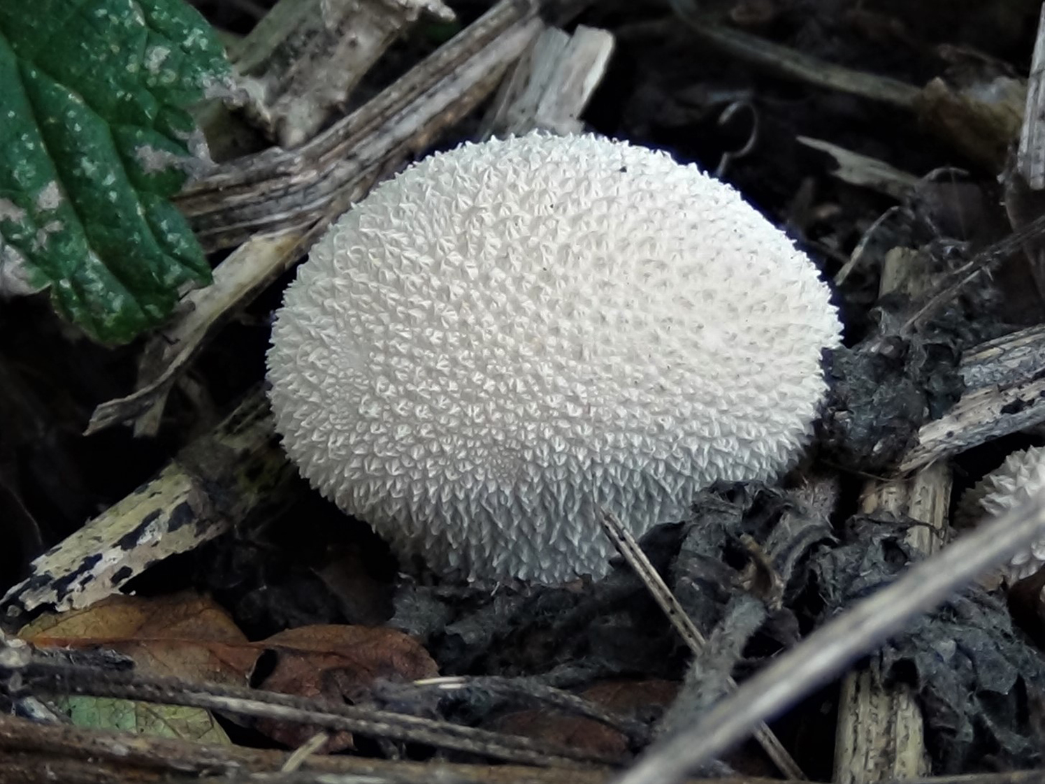 Lycoperdon perlatum, Common Puffball, identification