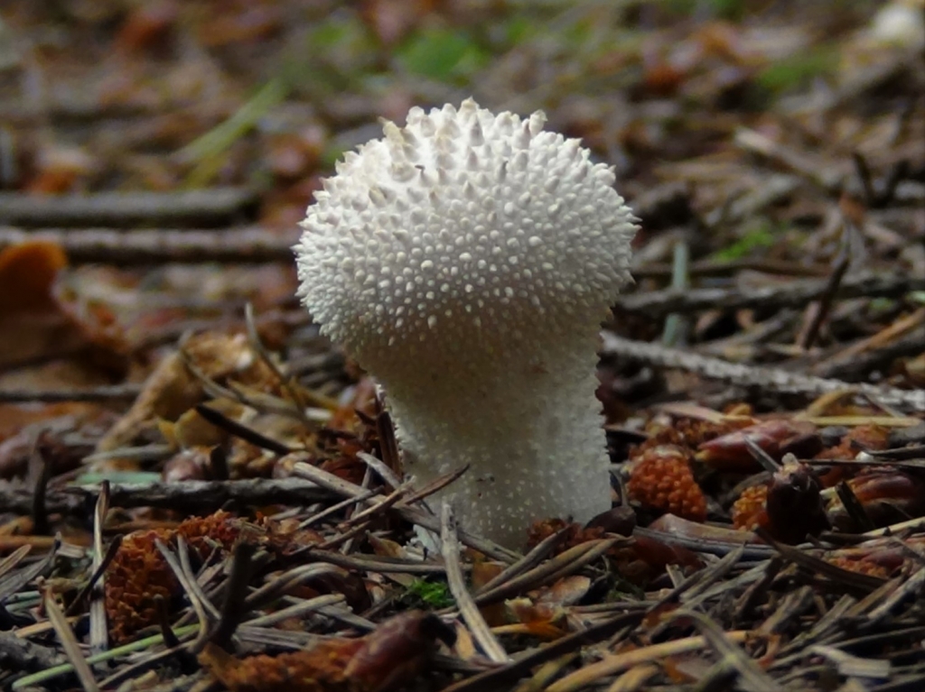 Common Puffball