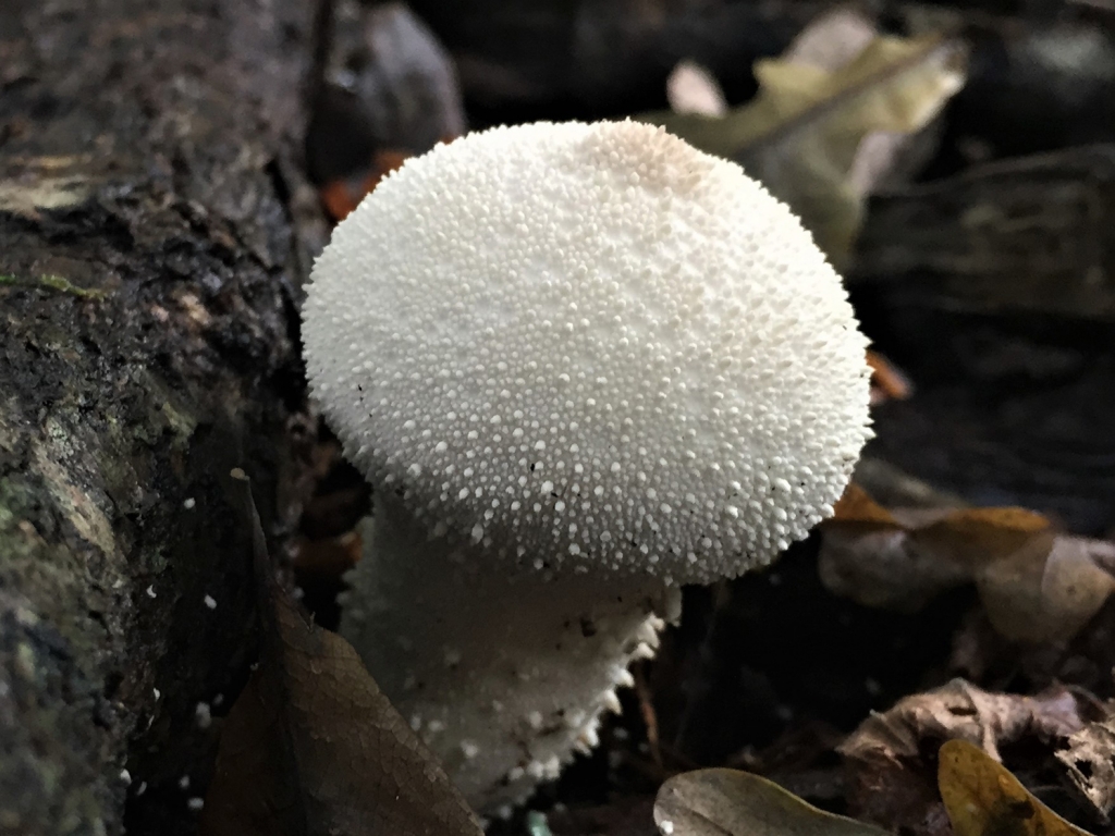 Common Puffball