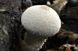 Common Puffball