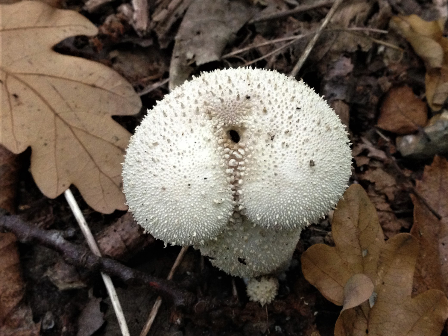 White balls in the Wood! – Common Puffball – The Mushroom Diary – UK Wild  Mushroom Hunting Blog