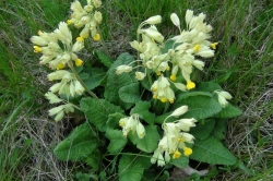 Cowslip