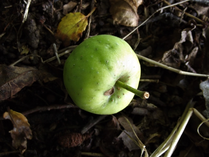 Crab Apple, Wild Apple, Malus sylvestris