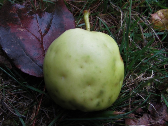 Crab Apple, Wild Apple, Malus sylvestris