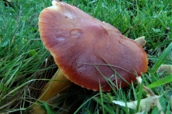 Crimson Waxcap