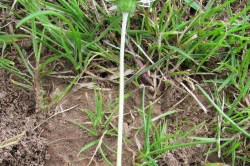 Flower Stem