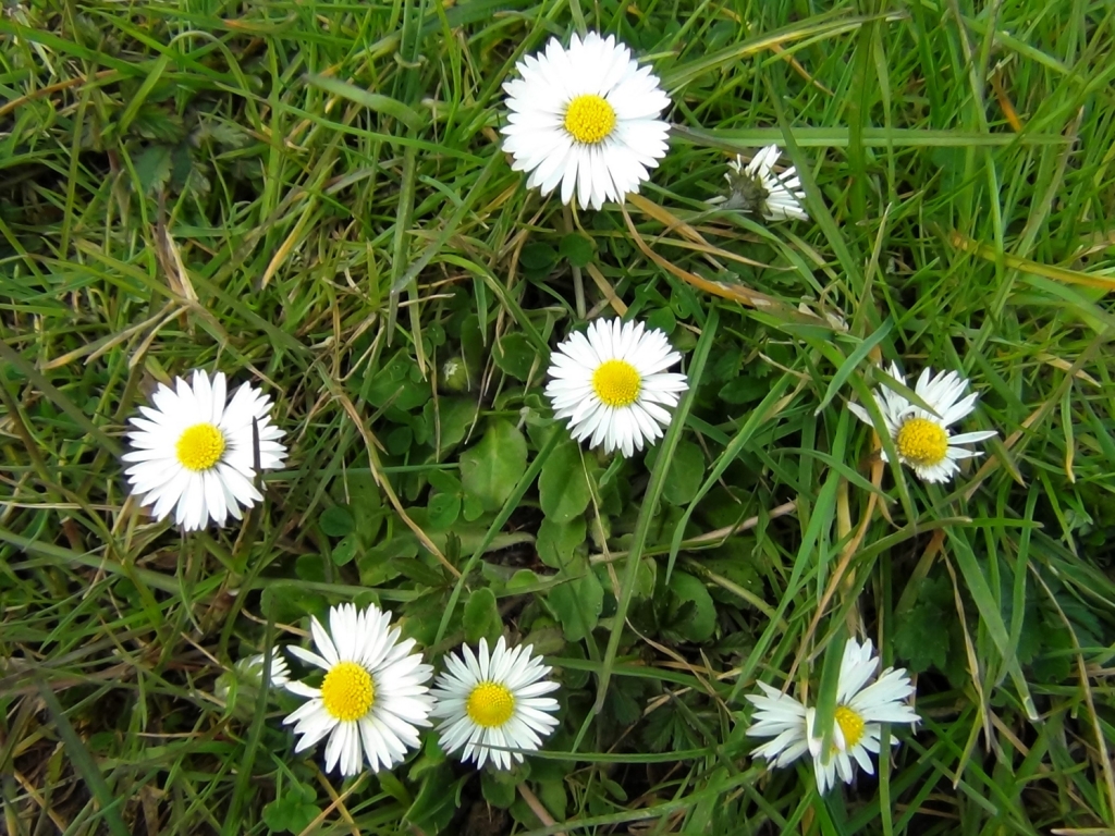 Common Daisy, Bruisewort, Bellis perenis