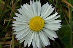 Daisy