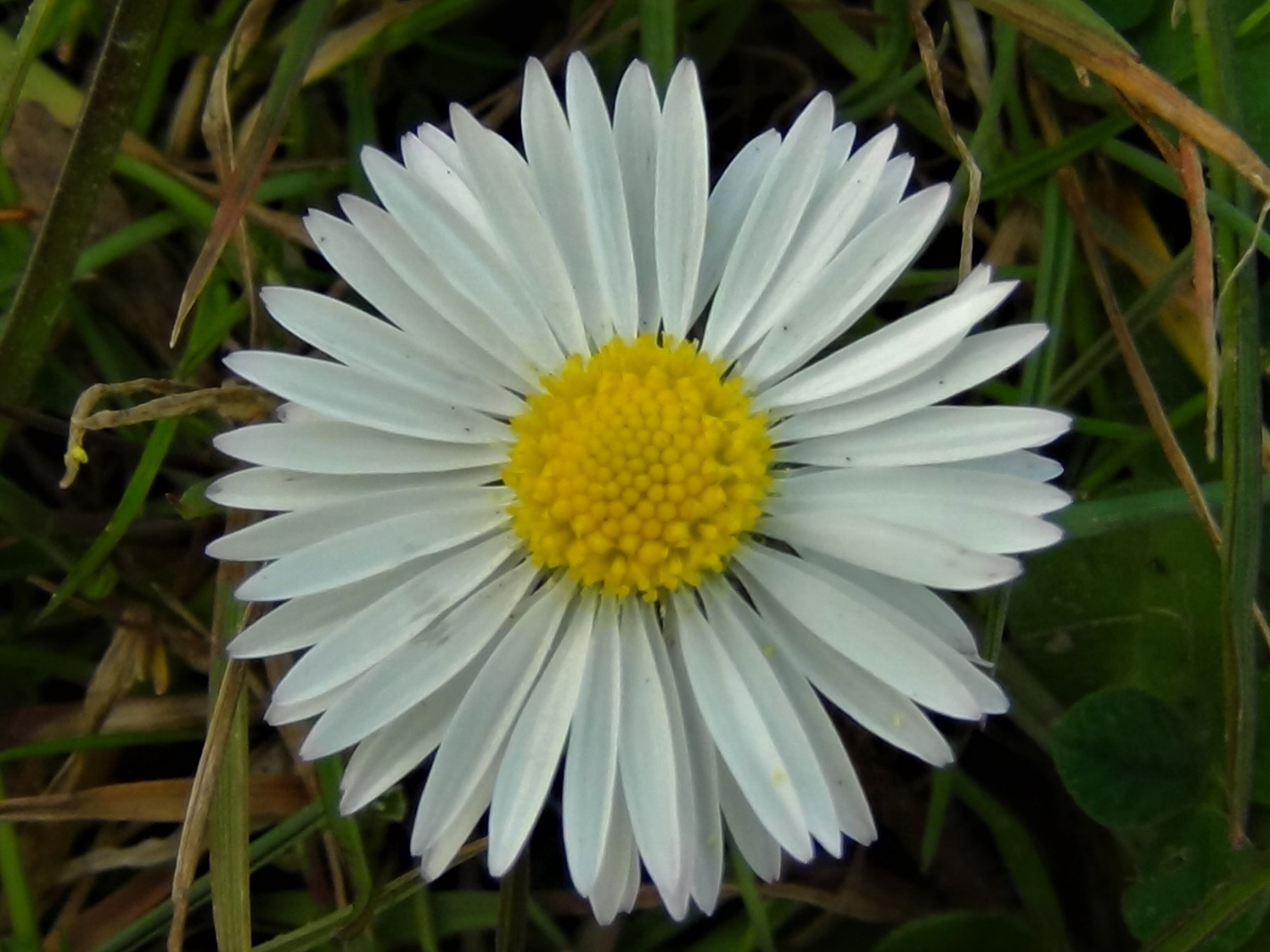 Daisy