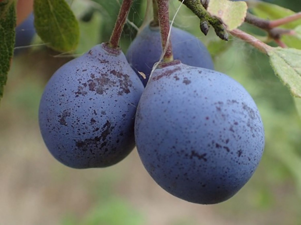 Damson, Prunus domestica subsp insititia