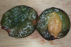 Seeds