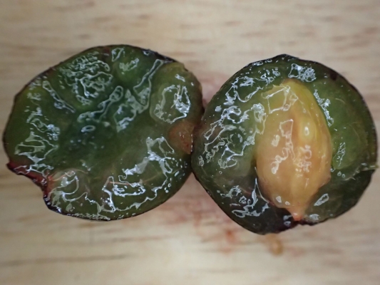 Damson - Wild Food UK