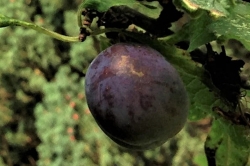 Damson