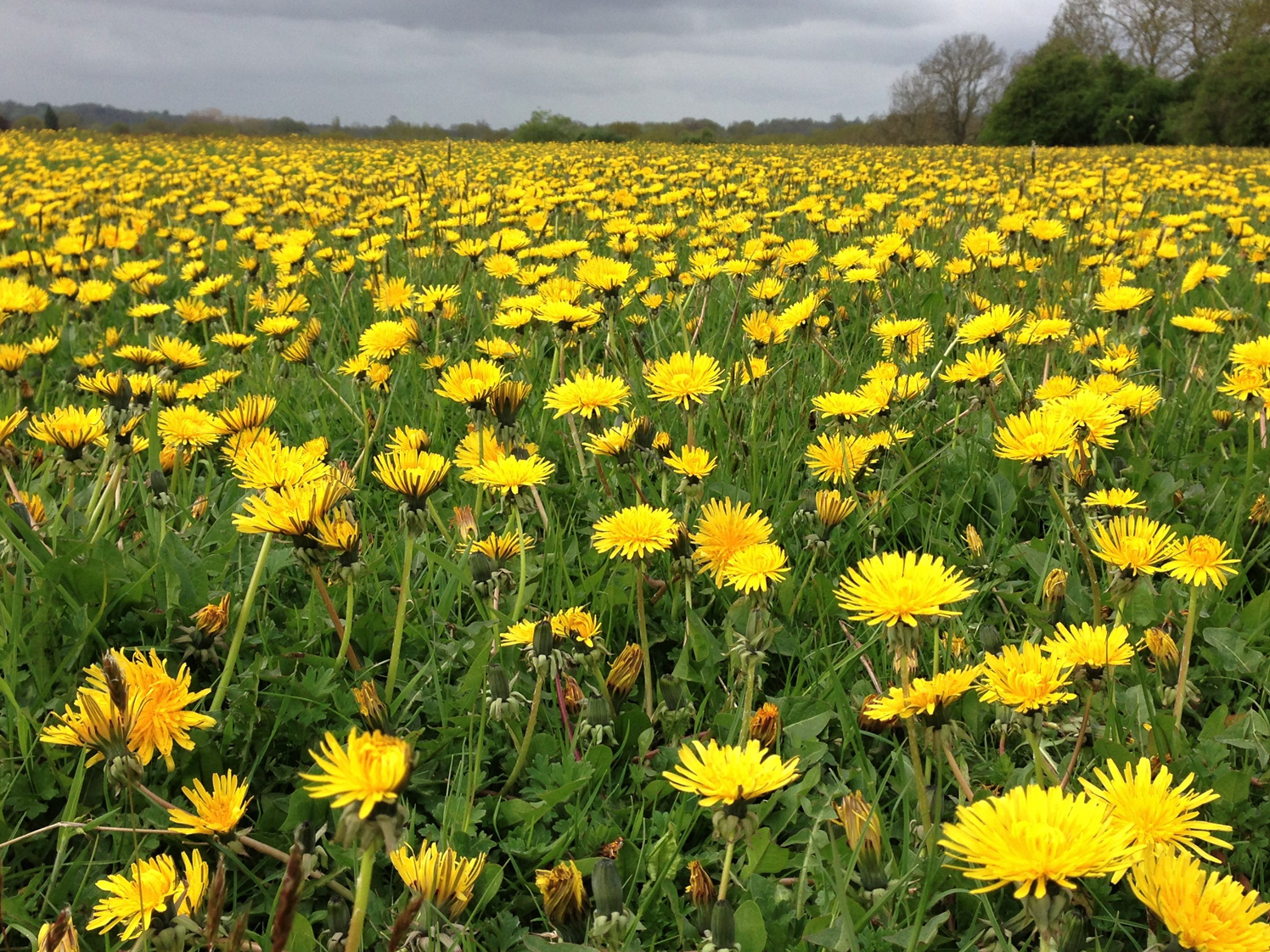 Dandelion