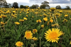 Dandelion