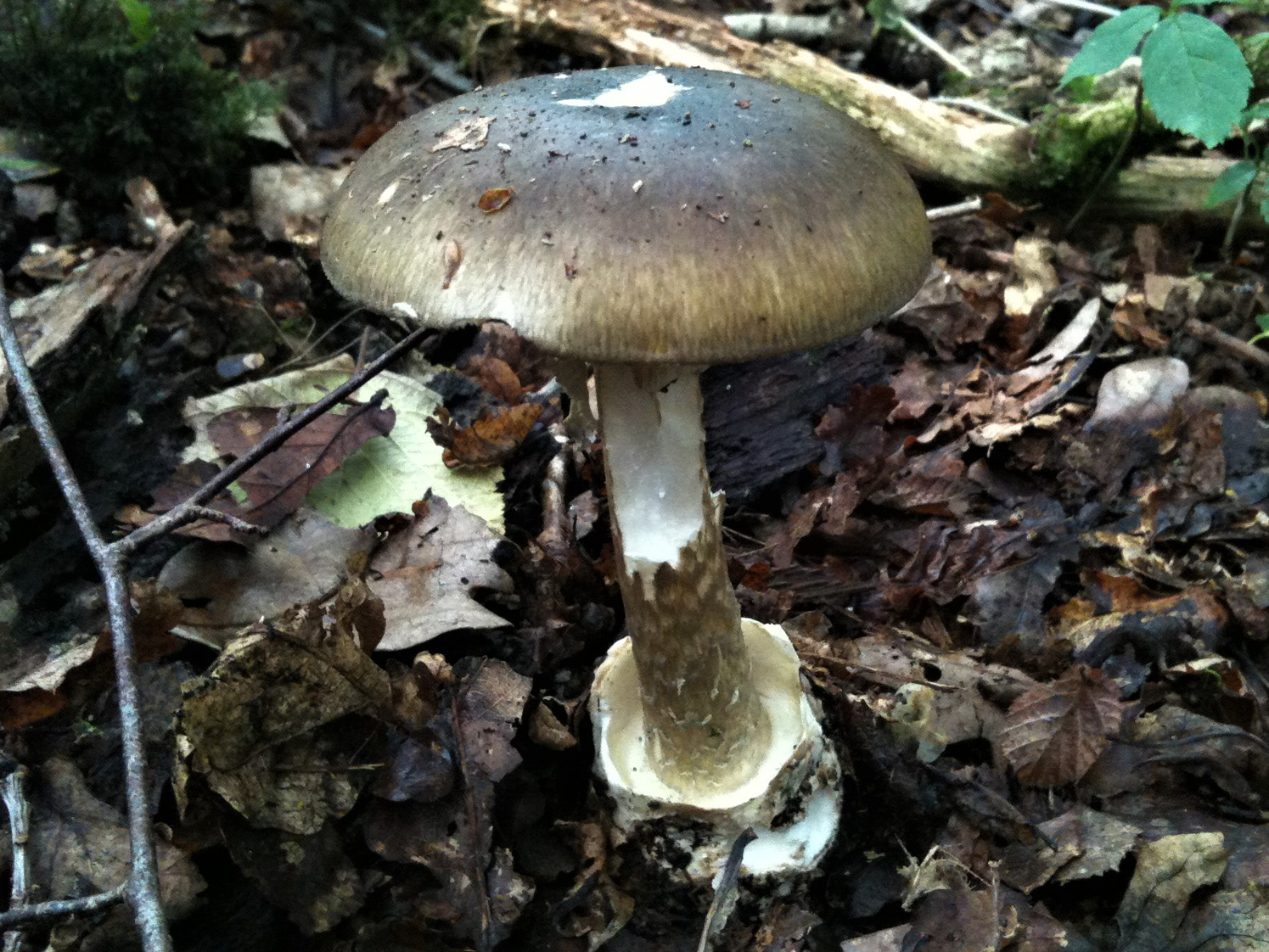 Toadstool Identification Chart