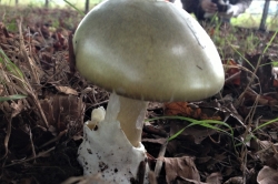 Deathcap