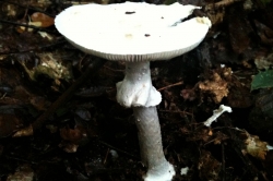 Destroying Angel