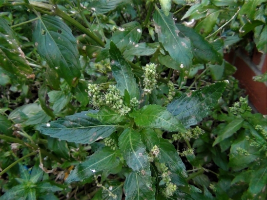 Dog s Mercury Dog s Cole Mercurialis Perennis dog-s-mercury-dog-s-cole-mercurialis-perennis