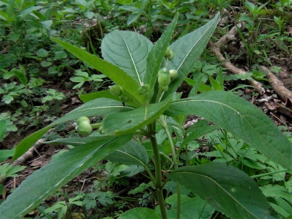 Dog s Mercury Dog s Cole Mercurialis Perennis dog-s-mercury-dog-s-cole-mercurialis-perennis