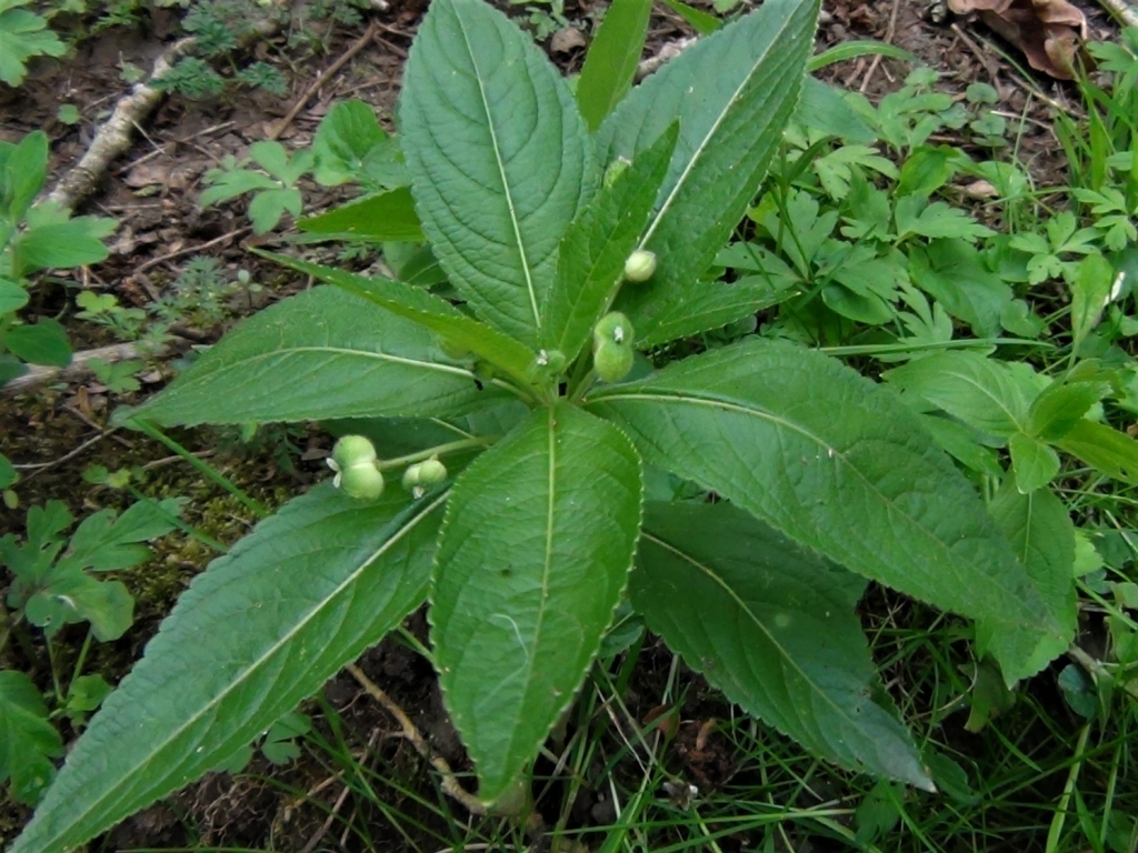 Dog s Mercury Dog s Cole Mercurialis Perennis oak-villa-oakvilla2023-twitter