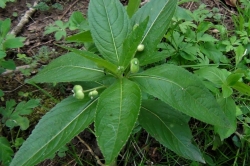 Dog's Mercury