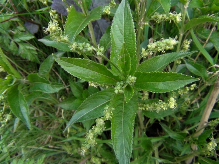 Dog s Mercury Dog s Cole Mercurialis Perennis dog-s-mercury-dog-s-cole-mercurialis-perennis