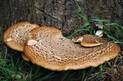 Dryad's Saddle