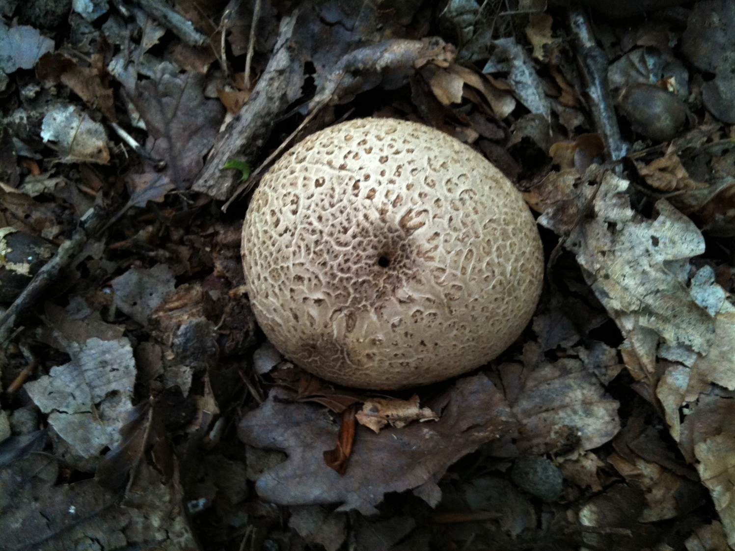 Common Earthball