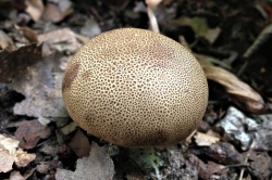 Fruiting Body